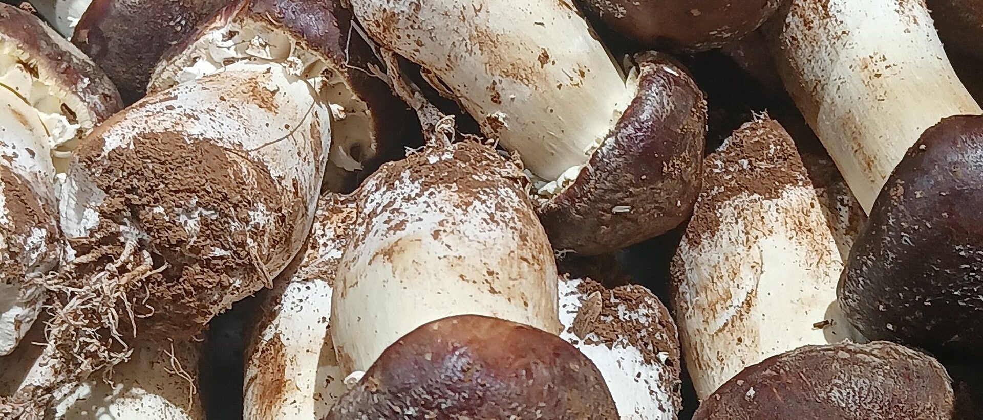 雨季刚采的松茸堆叠在案上，菌盖带泥、柄身白净