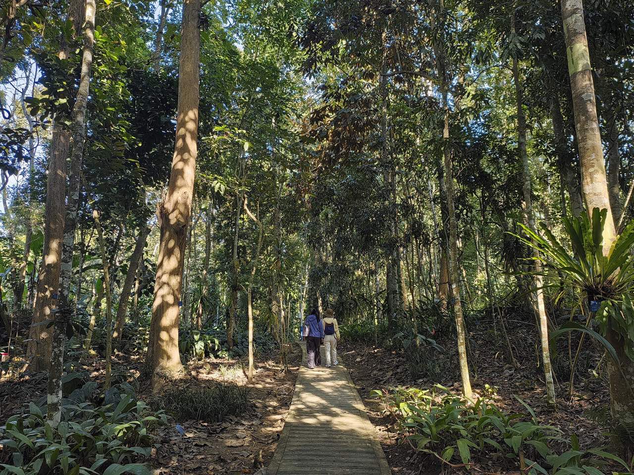 西双版纳热带植物园雨林：阳光穿过高树浓荫洒在林间栈道上，绿意层层叠叠