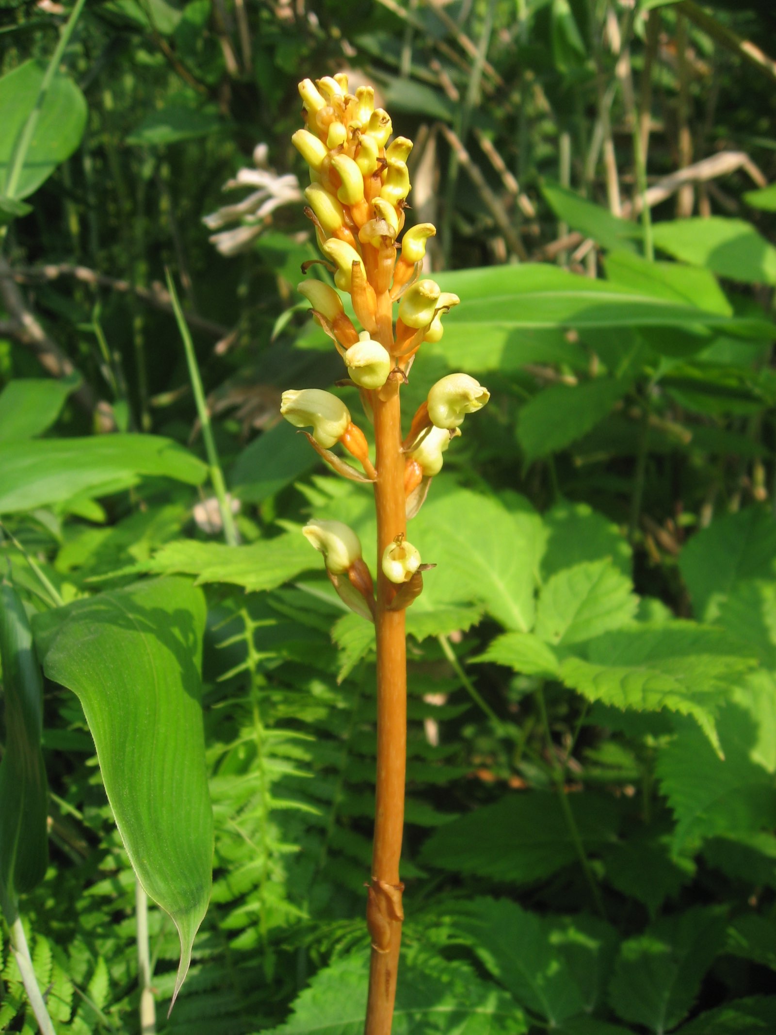 乌蒙山间的天麻植株：棕褐色花茎上缀着黄白小花，生长在浓绿的林下草丛中，阳光透过枝叶明暗交错